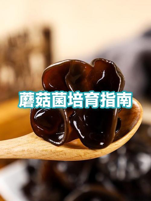 如何繁殖蘑菇