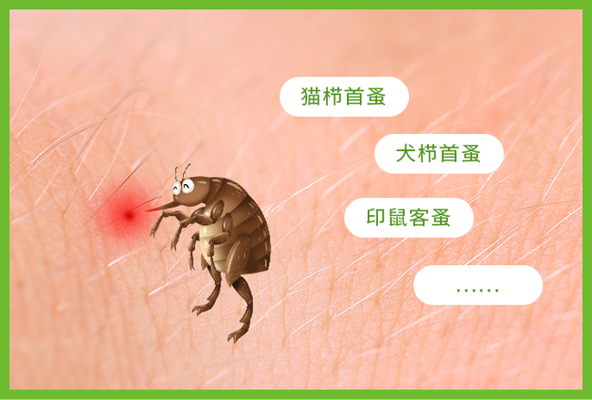 床被虫子咬了如何杀虫