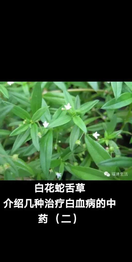 白花蛇舌草的功效与作用