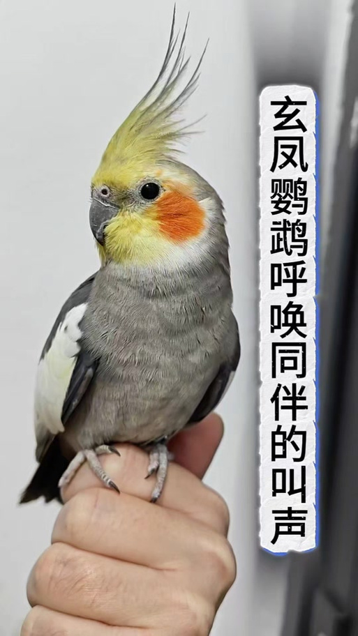 玄风鹦鹉叫声
