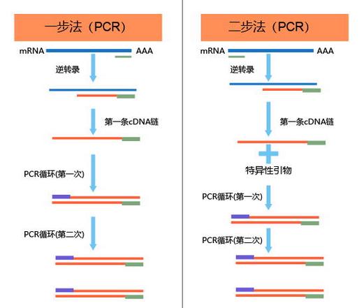 两步法和三步法PCR区别