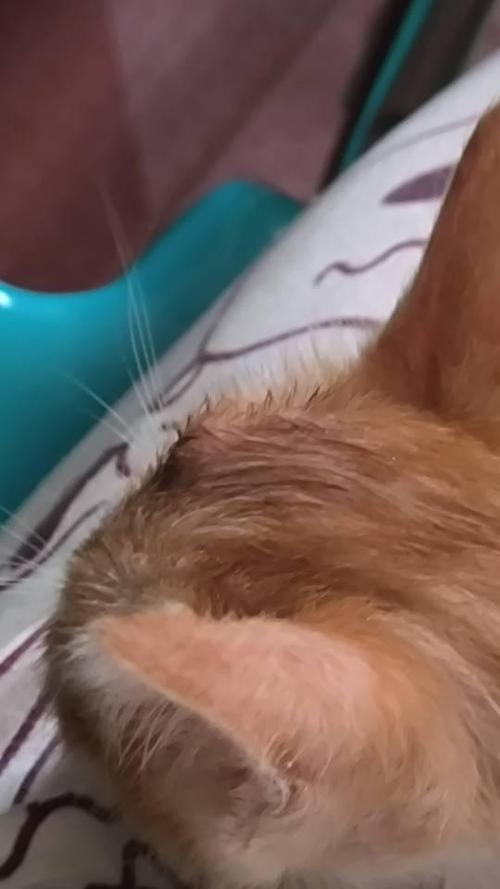 猫咪头顶皮下有个硬疙瘩