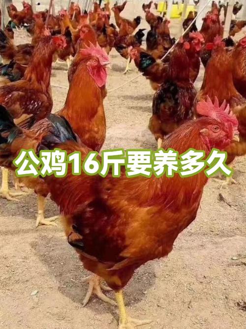 最好养的鸡排名前十