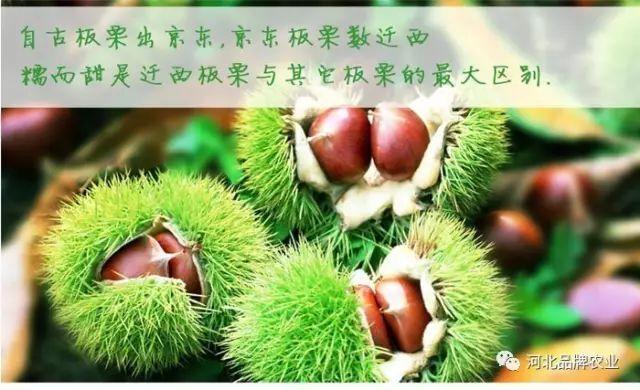 攒栗app靠谱吗