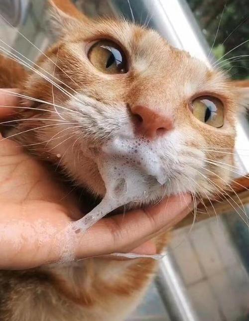 猫咪吐白沫的解决方法