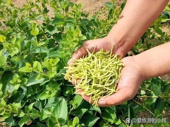 农场种什么赚钱多