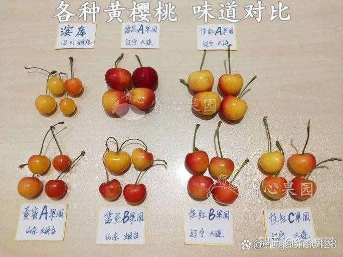 车厘子和樱桃热量一样吗