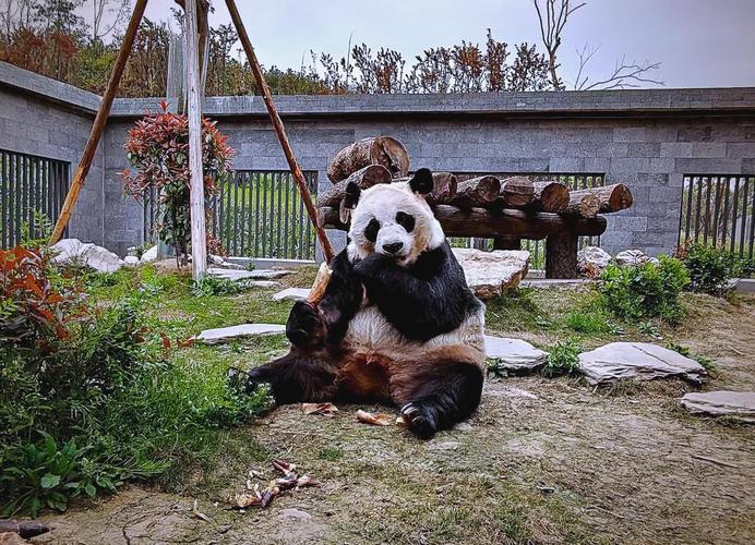 熊猫请叫我青春是绵阳哪的