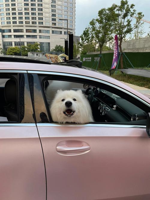萨摩耶拉车