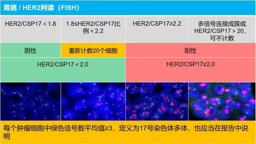 fish检测阴性说明什么