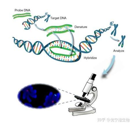 fish检测阴性说明什么截图3