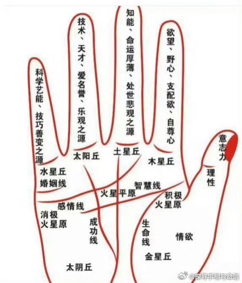 手掌上的三条线分别代表什么