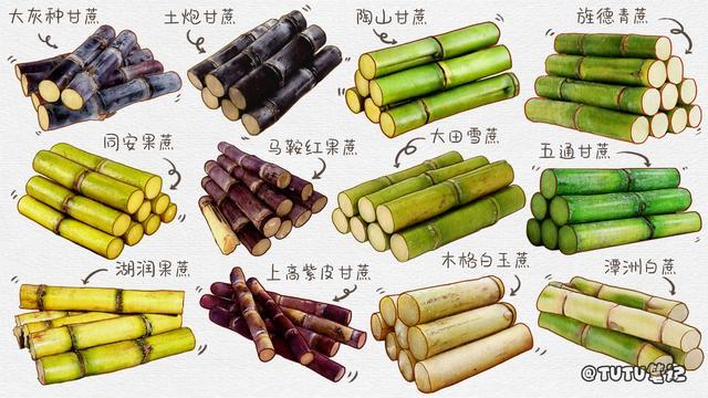 庶与蔗的区别