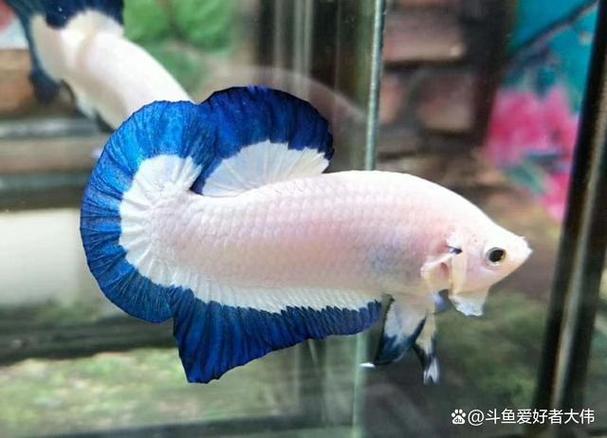 斗鱼夜间模式截图2