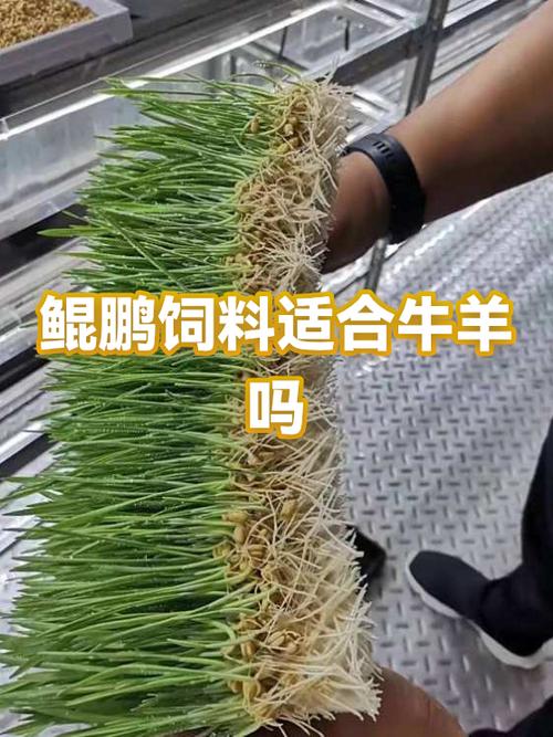 鲲鹏饲料多少钱一吨