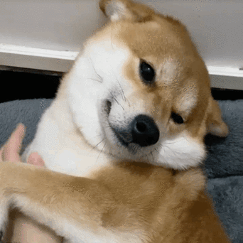 柴犬表情