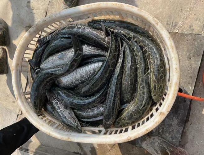 广东黑鱼今日批发价格