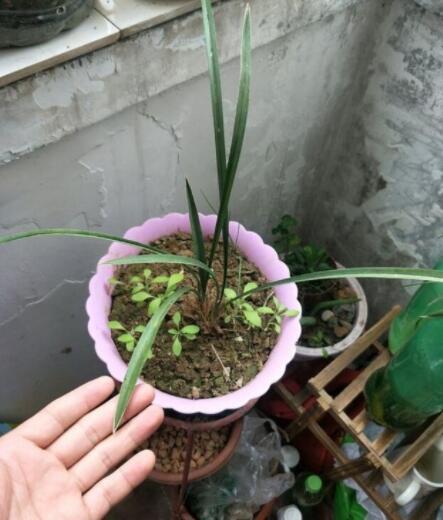 兰花手怎么转视频教程