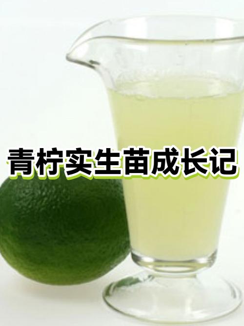 青柠守护兑换码怎么获得