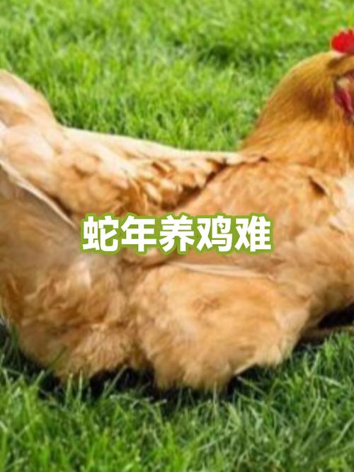 养鸡最旺的三个生肖