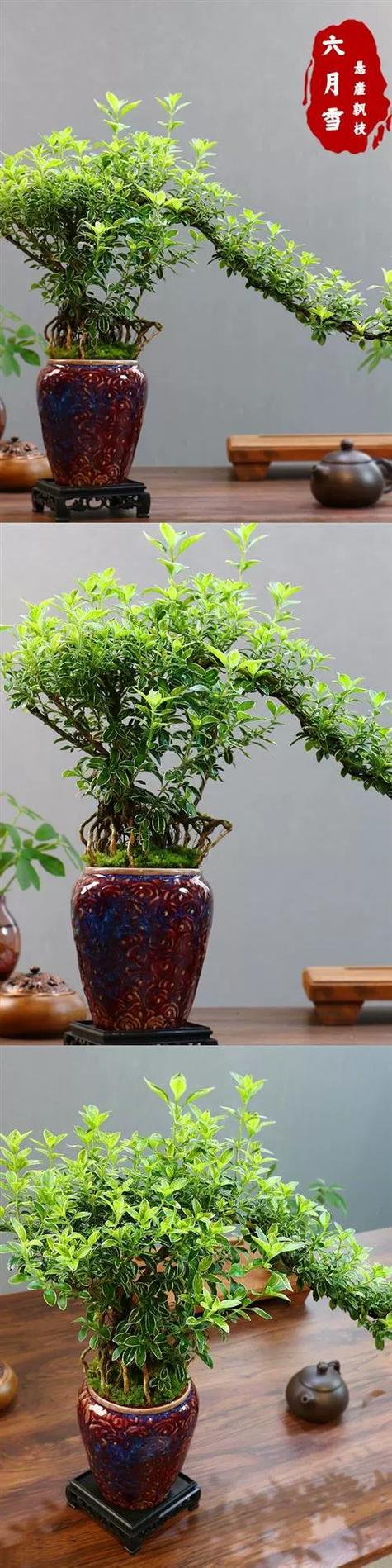 盆栽植物 盆栽植物