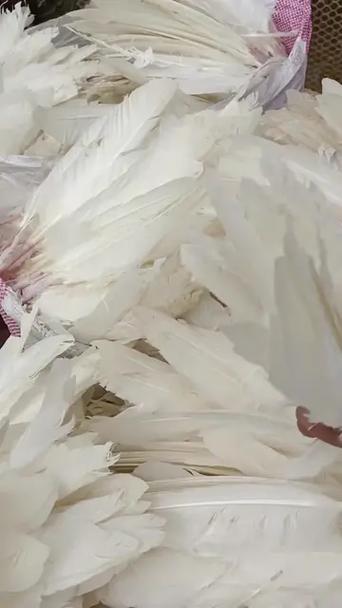 老鹅多少钱一斤