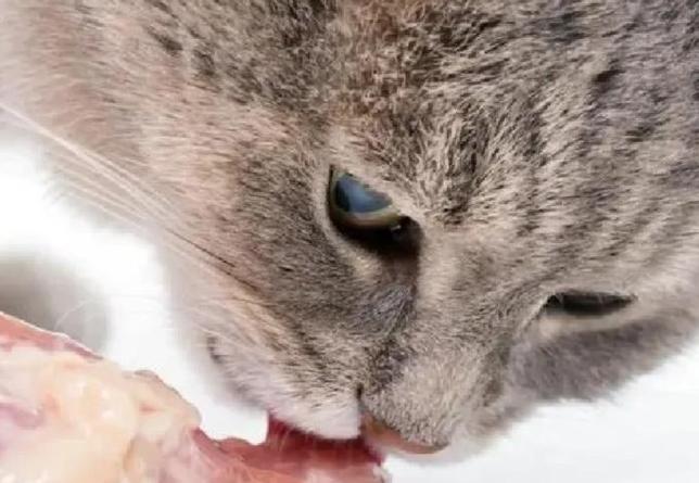 猫吃了鸡骨头会拉出来吗