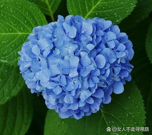 秀球花的图片大全