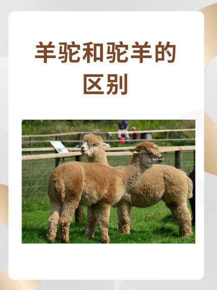 羊驼的分类及特点