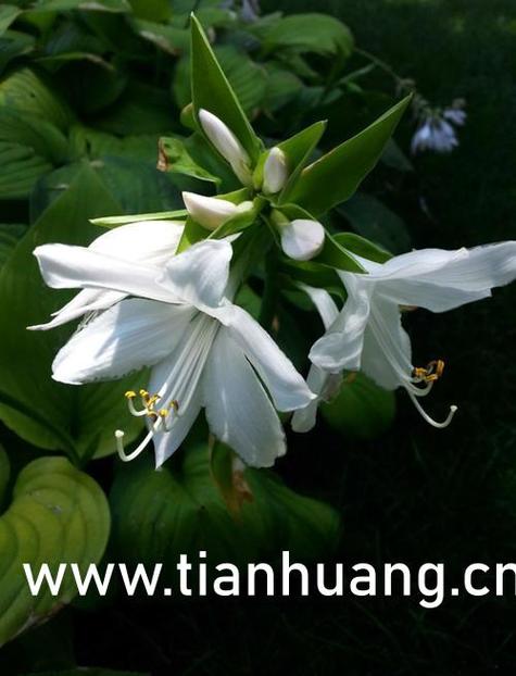 泰山与珍妮完整版在线观看