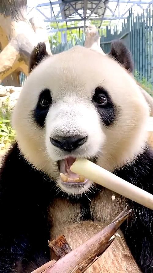 熊猫吃饭图片