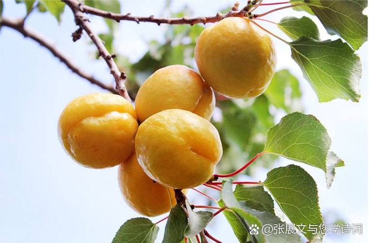 杏子文学截图3