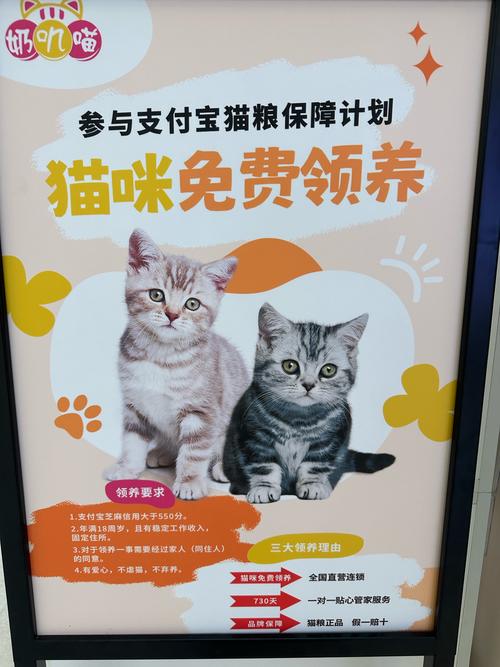 领养猫咪的平台