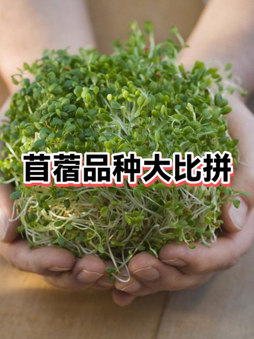 苜蓿蛋白质含量是多少