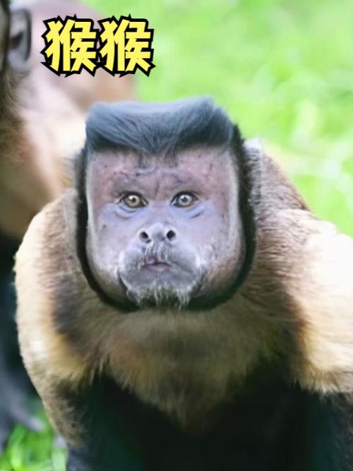 这个版本的猴子很弱吗