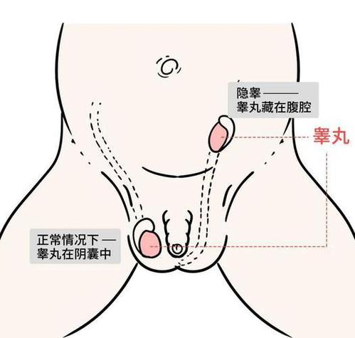 舔男性睾丸危害是什么