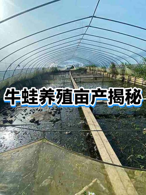 牛蛙养殖一亩大概要投入多少钱