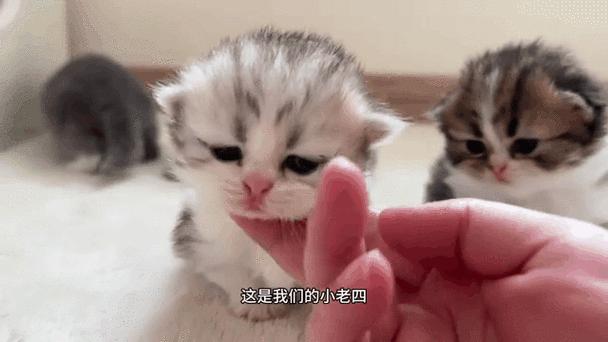 小奶猫叫什么名字