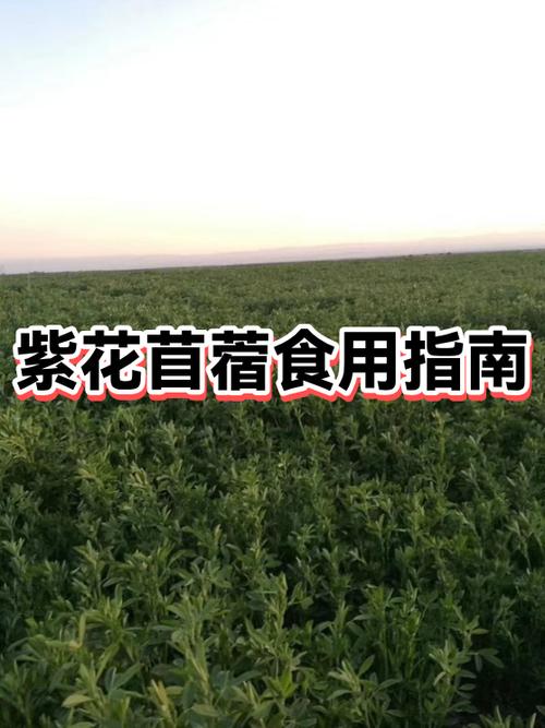 苜蓿草能吃吗?怎么吃
