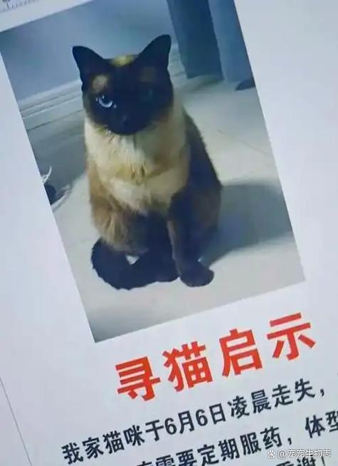 猫走失了 如何找回