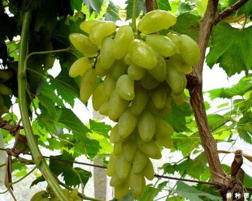 金手指葡萄优点和缺点