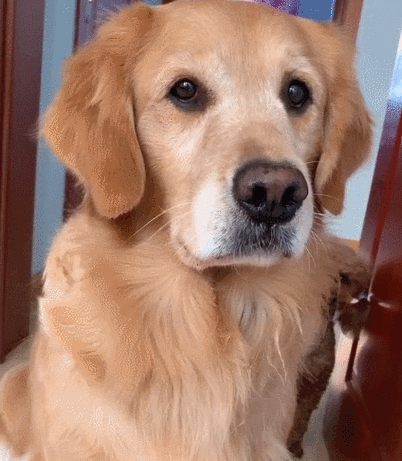 养分红犬是真的吗