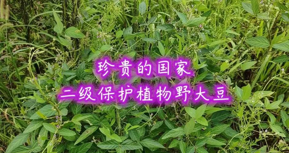 野小叶极限生存
