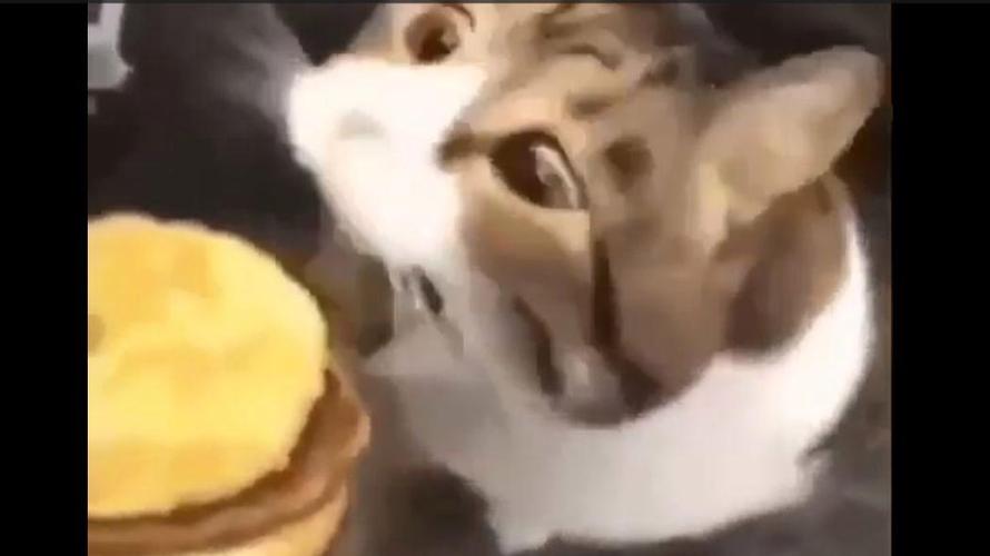 猫咪可以吃芝士吗