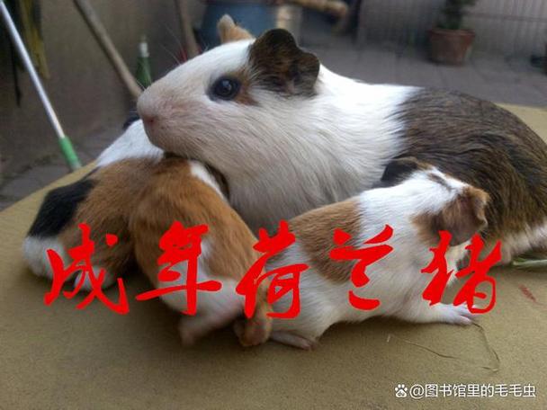养豚鼠的10大忠告