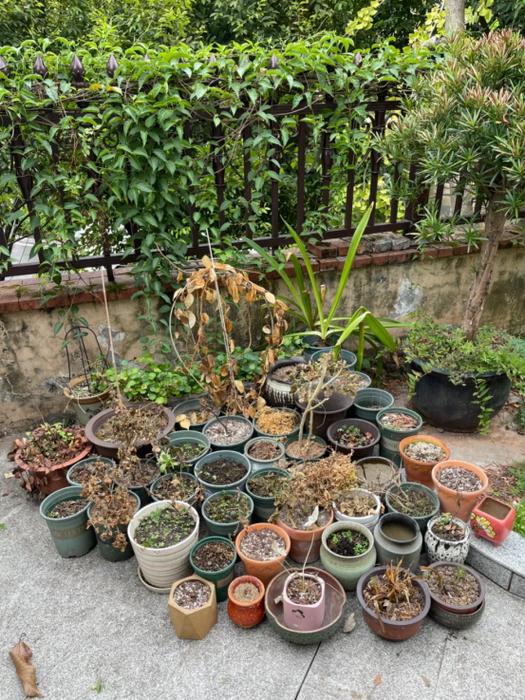 不能要别人的花盆