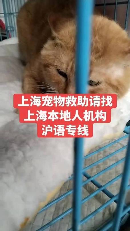 上海动物救助中心电话多少