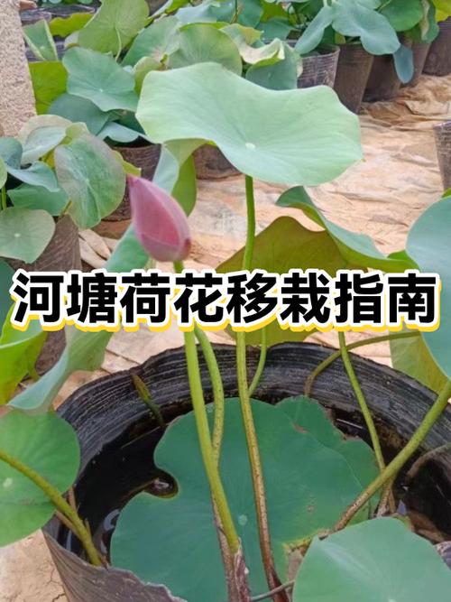 观赏荷花种植方法和时间