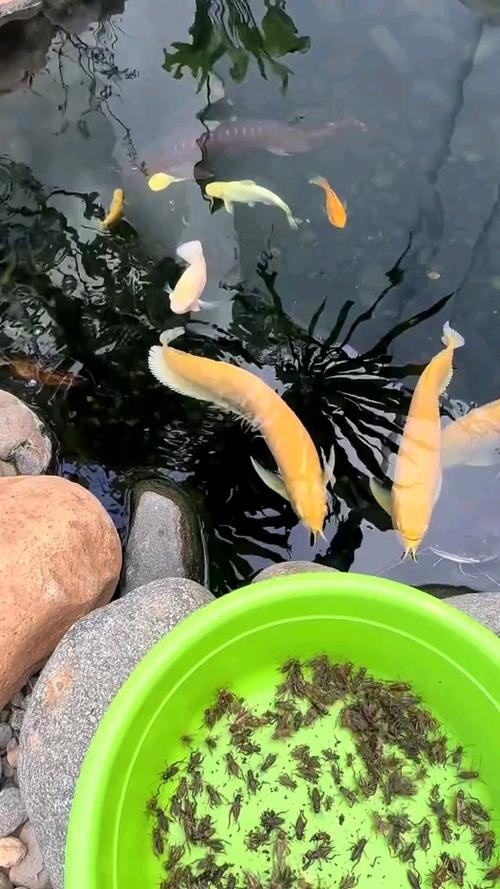 鱼池养什么鱼好