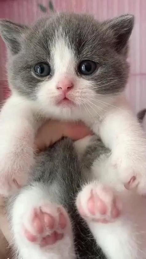 视频可爱小猫咪